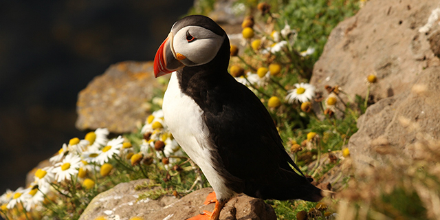 Atlantic Puffin, St Kilda